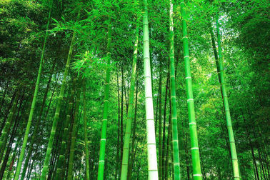 Particle Board From Bamboo Production Line Panel 2440 x 1220 mm